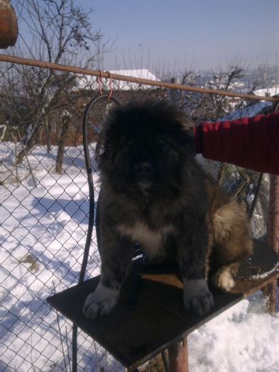 sora lui Lara - Expo Brasov Excelent 3