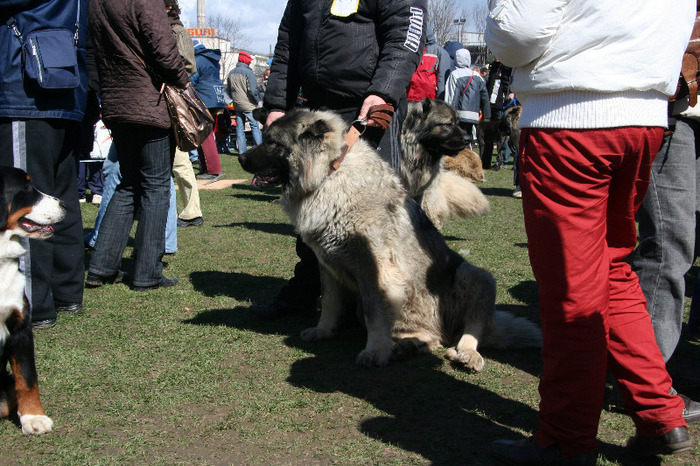 IMG_4480 - Expo Brasov Excelent 3