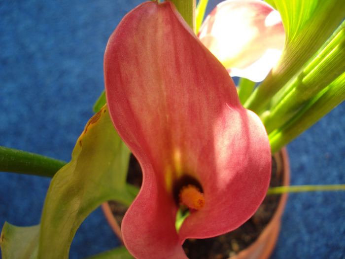 Picture 644 - cala 2011