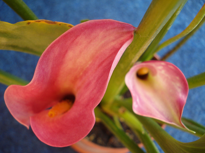 Picture 647 - cala 2011