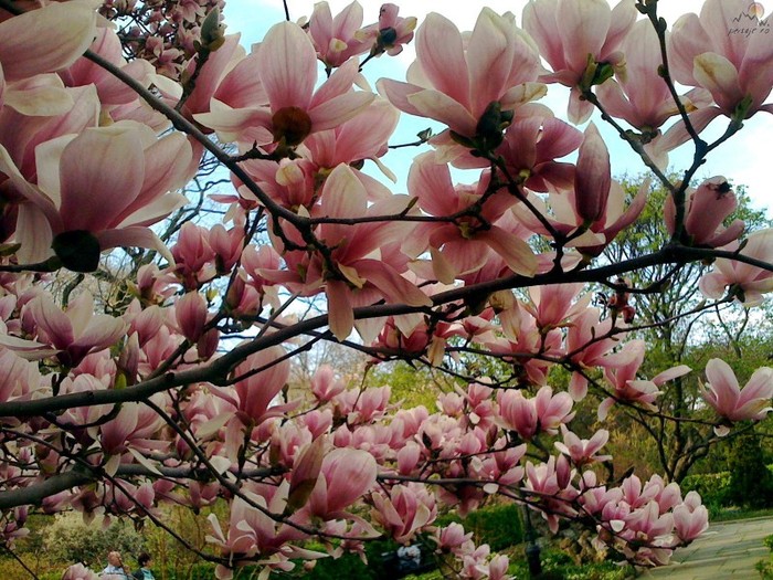 magnolii_64