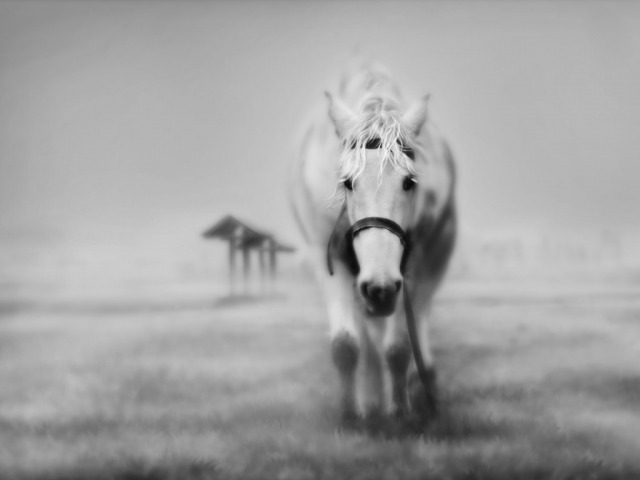 beautiful_picture_of_white_horse - Poze artistice