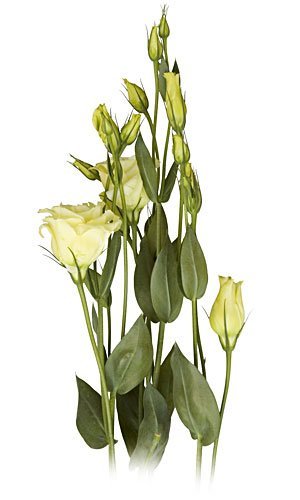 Lisianthus - Poze artistice