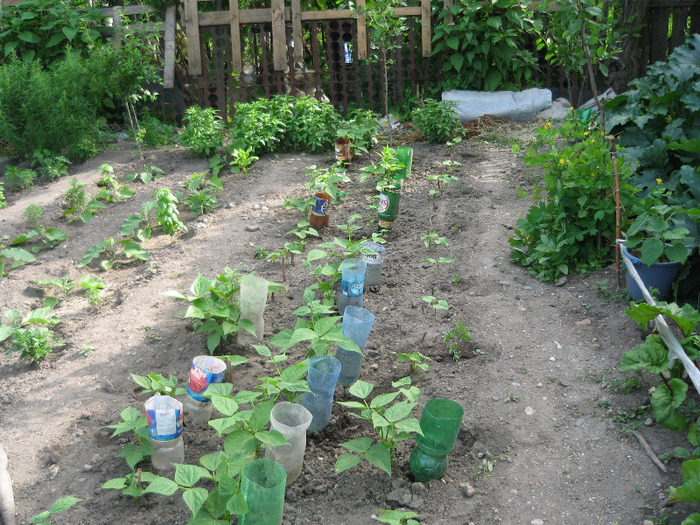 Fasole verde oloaga iunie 2011 - Gradina noastra 2011