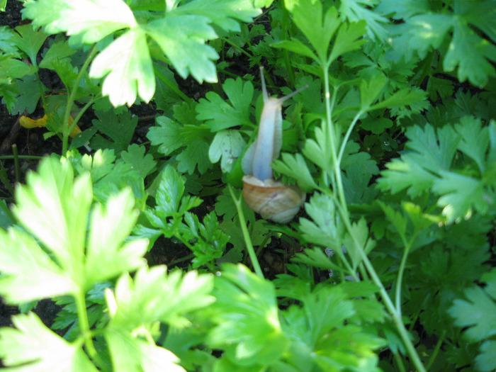 Dupa ploaie a iesit melcul la plimbare in patrunjel - Gradina noastra 2011