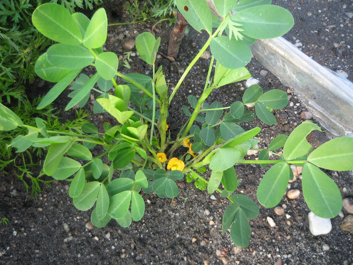 Arahide iunie 2011 - Gradina noastra 2011