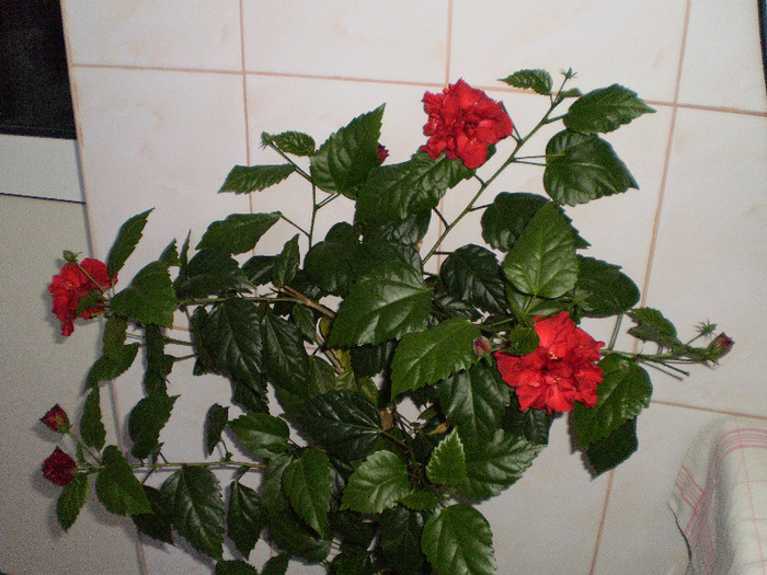 productie -iunie 2011