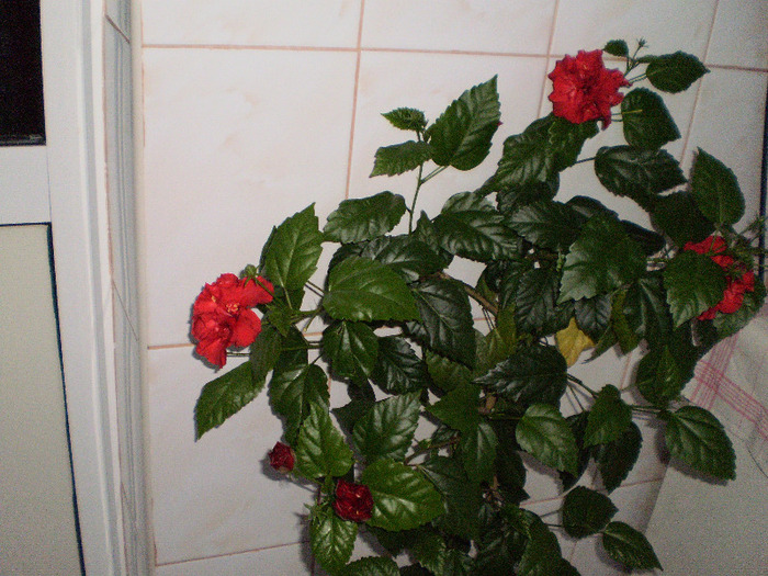 productie -iunie 2011