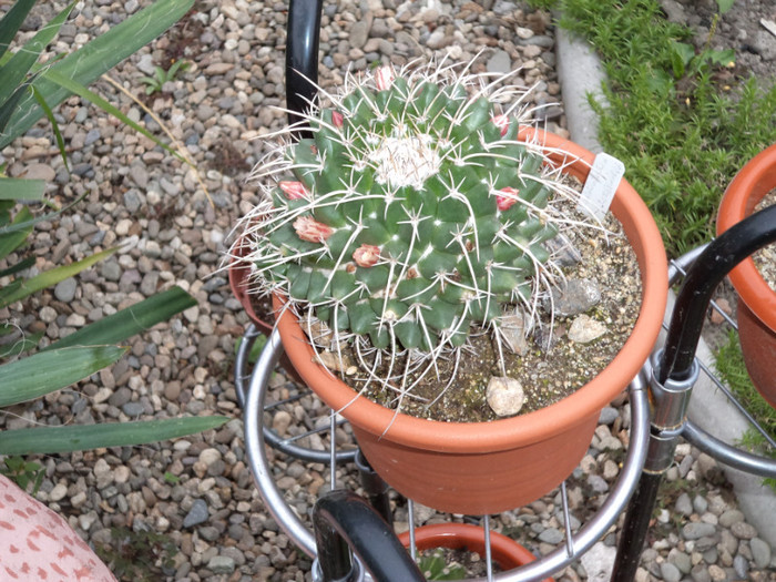 Mammillaria magnimamma