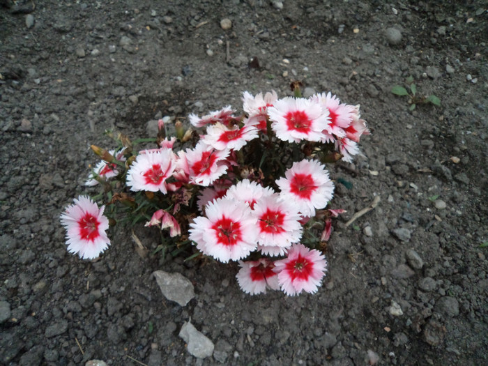 Garofita - FLORI IN GRADINA 2011