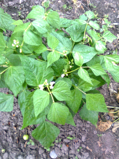 Fasolea - Arbori si plante melifere