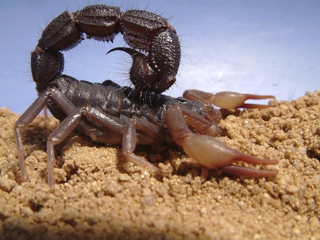 Parabuthus_transvaalicus_(male) - scorpioni