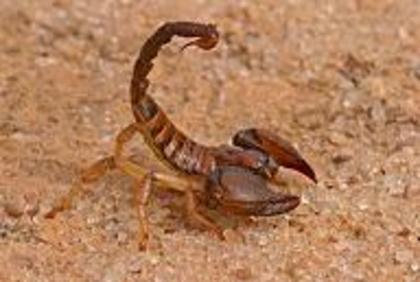 scorpion - scorpioni