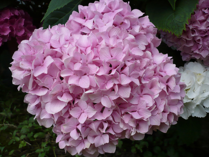 018 - hortensia 2