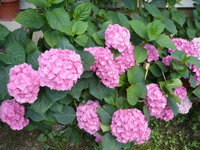 025 - hortensia 2