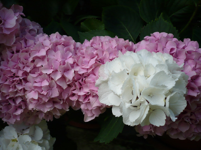 049 - hortensia 2