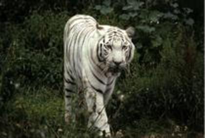  - Tigri albi si fermecatori