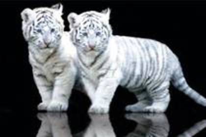  - Tigri albi si fermecatori