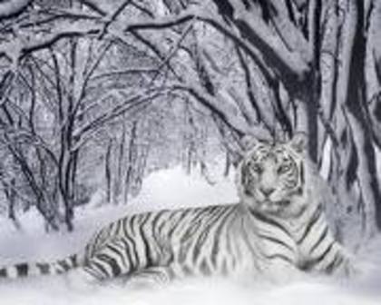 imi place mult aceata imagine - Tigri albi si fermecatori