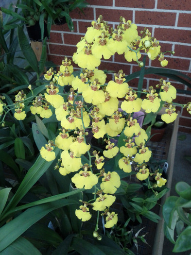 27.06.11 - Oncidium Dancing Lady