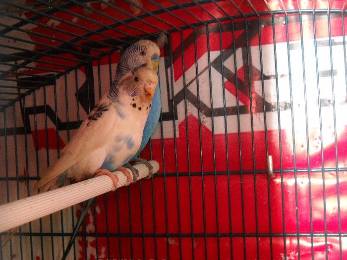 Muriti de ciuda, nu? - FERMA LEONTE 2011 VARA