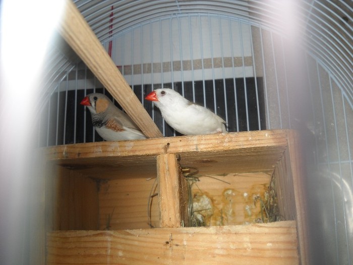 pereche de australiene - FERMA LEONTE 2011 VARA