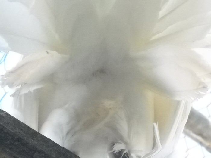 Asta ce-o mai  fi maica?????????