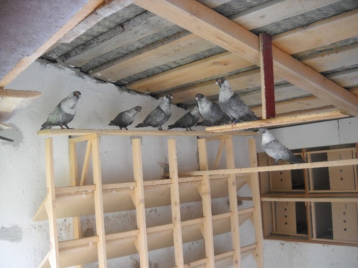 SIRIENI......... - FERMA LEONTE 2011 VARA