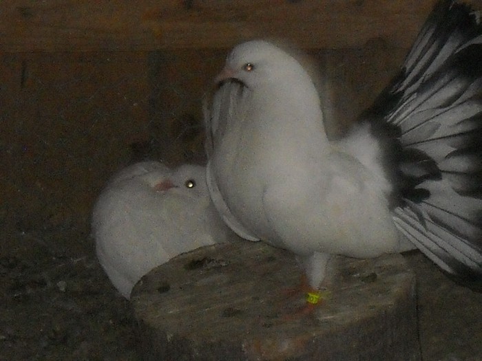 Porumbel voltat........