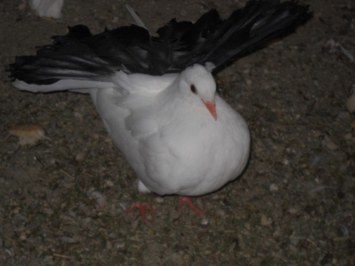 Ma tine pe post de ....evantai