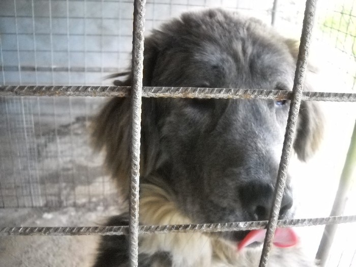 privirea blanda, prevsteste raul