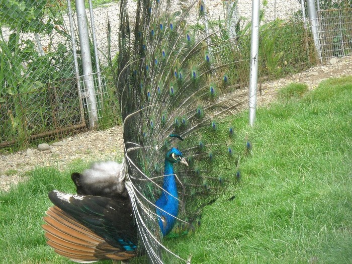 Din profil, sa incap.