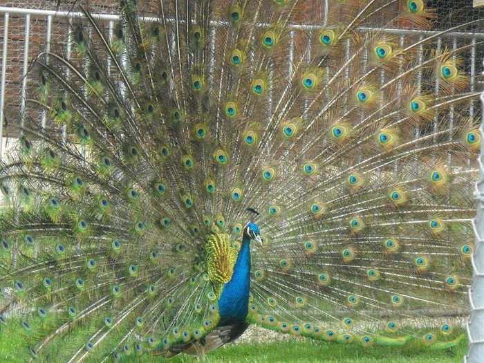 Lucrez la parasutisti