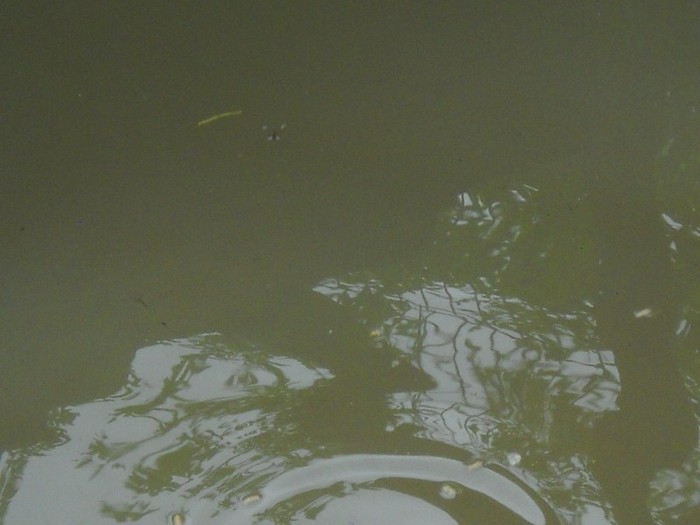 Alta amprenta........ - FERMA LEONTE 2011 VARA