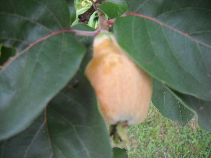 Cu gutui! - FERMA LEONTE 2011 VARA