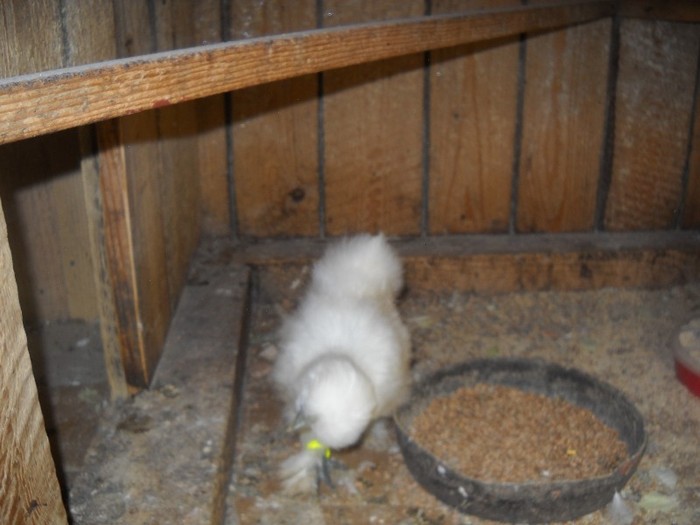 Euuuuuuuuuuuuu, ..... - FERMA LEONTE 2011 VARA