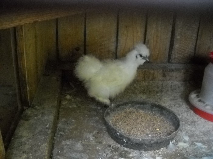 .......am blana. - FERMA LEONTE 2011 VARA