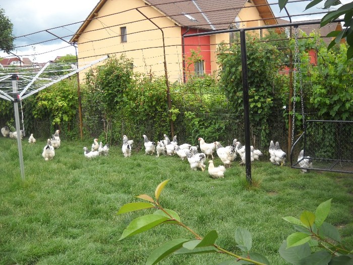 "Avicola Leonte" - FERMA LEONTE 2011 VARA