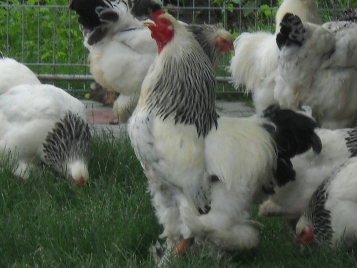 ......cocos, - FERMA LEONTE 2011 VARA