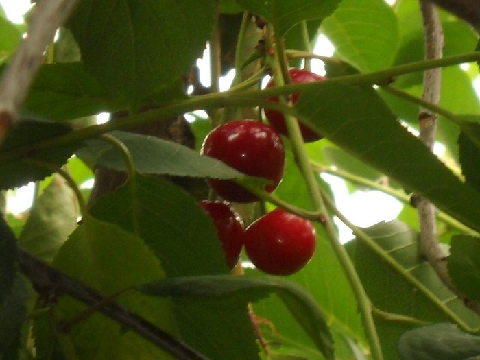 .......visine si......... - FERMA LEONTE 2011 VARA