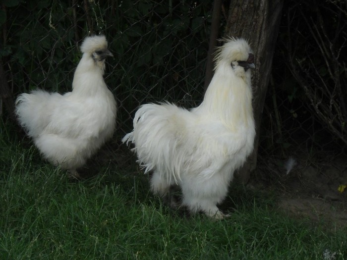 ........blana de gaina! - FERMA LEONTE 2011 VARA