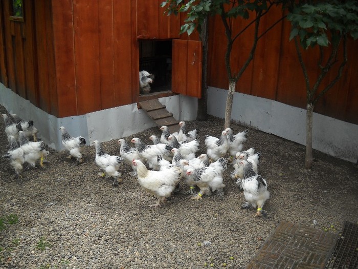 >>>>la coltul alb.......... - FERMA LEONTE 2011 VARA