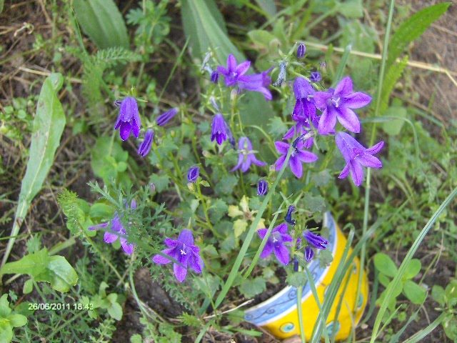 campanula