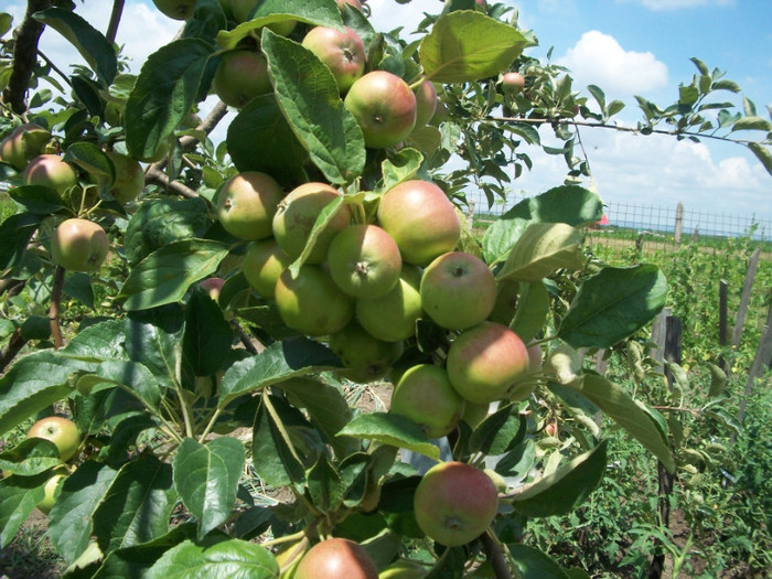 idared - rezultate 2011