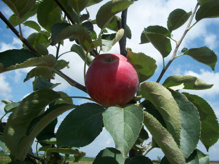 vista bella - rezultate 2011