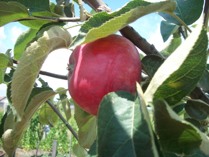 vista bella - rezultate 2011