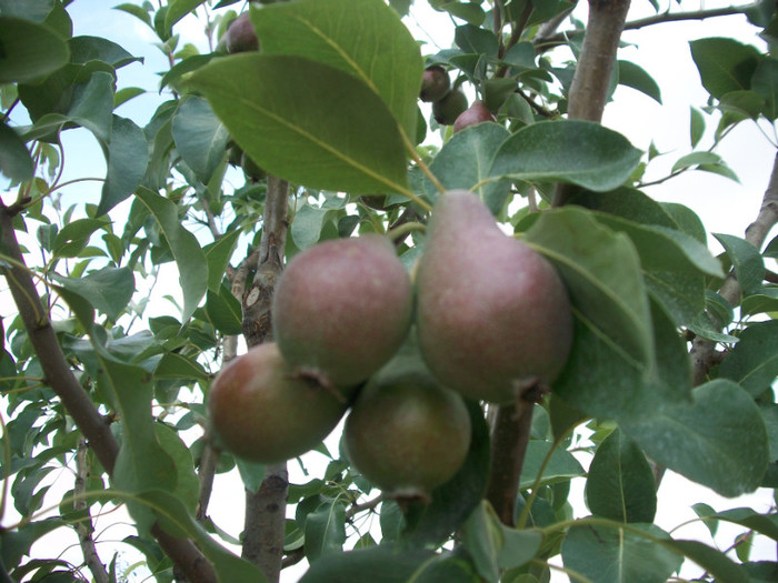 tzuker birken - rezultate 2011