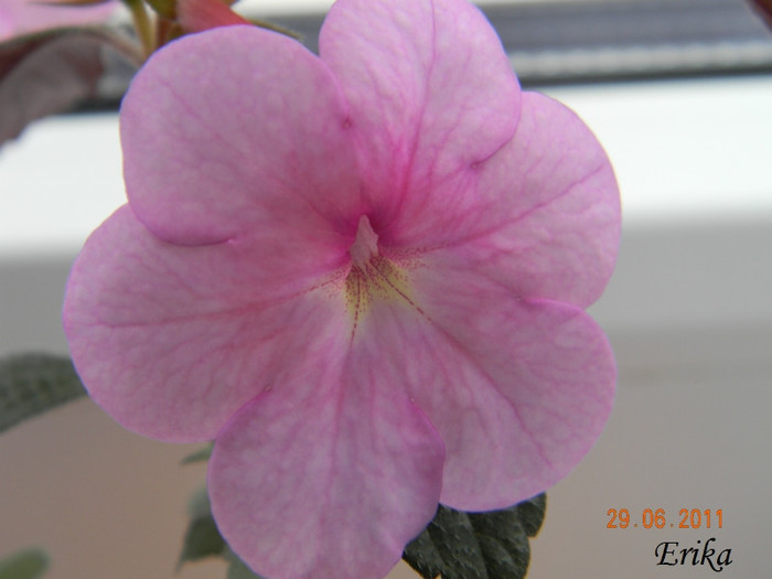 Peach Blossoms 29-06-2011\' - Achimenes 2011 - 2017