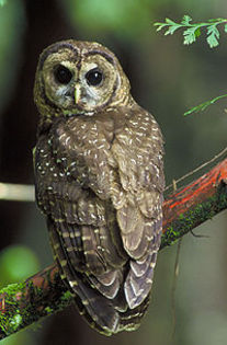 200px-Northern_Spotted_Owl.USFWS-thumb - bufnite