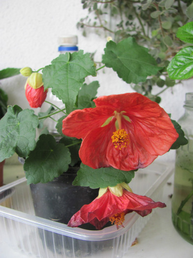 29 06 2011 009 - Abutilon